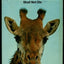 Serengeti Shall Not Die