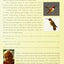 Peterson Field Guide to Birds of Eastern and Central North America, 6th Edition (Peterson Field Guides)