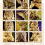 Woodburning Realistic Animals: 12 Step-by-Step Pyrography Projects of Birds, Pets, and Wildlife (Fox Chapel Publishing) Tutorials for Eyes, Fur, Manes, & Whiskers; Projects for Big Cats, Owls, & More