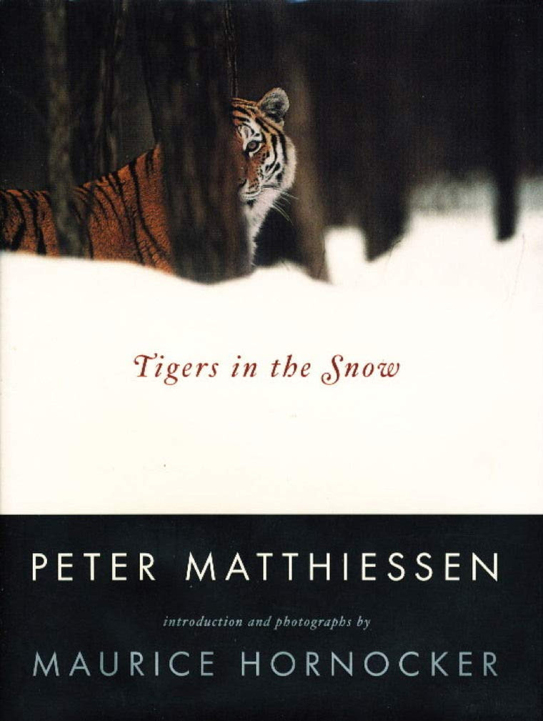 Tigers in the Snow