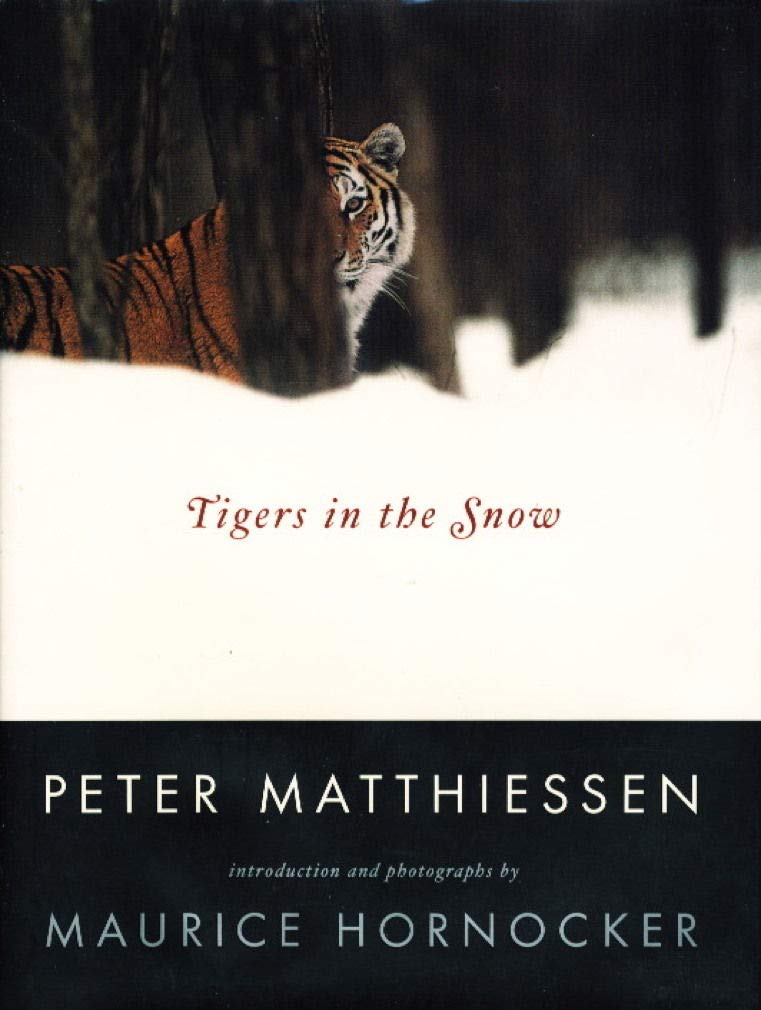 Tigers in the Snow