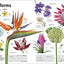 Trees, Leaves, Flowers & Seeds: A Visual Plant Encyclopedia for Kids (DK Our World in Pictures)