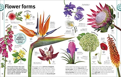 Trees, Leaves, Flowers & Seeds: A Visual Plant Encyclopedia for Kids (DK Our World in Pictures)