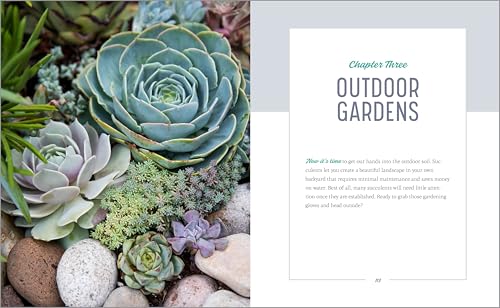 Essential Succulents: The Beginner's Guide