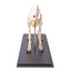 Anatomy and Injuries of the Foot and Ankle