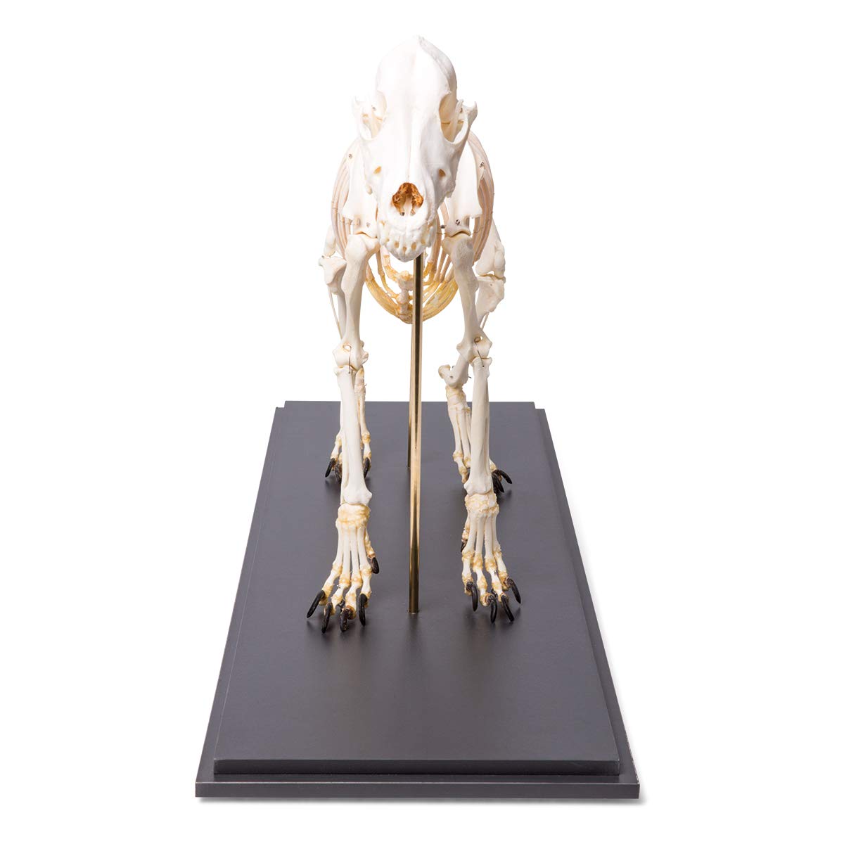 Anatomy and Injuries of the Foot and Ankle
