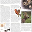Animal: The Definitive Visual Guide to the World's Wildlife