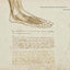 Leonardo da Vinci: The Mechanics of Man