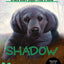 The Puppy Place #3: Shadow