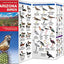 Arizona Birds (Wildlife and Nature Identification)