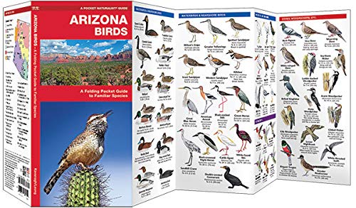 Arizona Birds (Wildlife and Nature Identification)