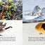 All about Wolverines: English Edition (Nunavummi Reading Series)