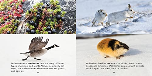 All about Wolverines: English Edition (Nunavummi Reading Series)