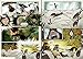 WolfWalkers: The Graphic Novel (Cartoon Saloon’s Irish Folklore)