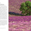 Trees (Gift Edition): Between Earth and Heaven