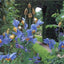 Gardening for Pleasure: A Practical Guide to the Essential Skills