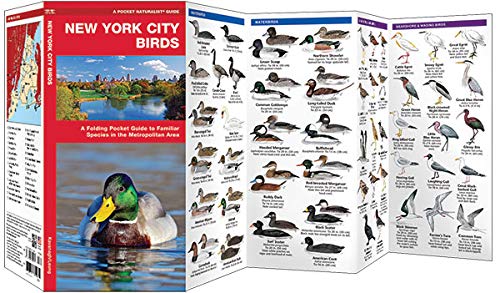 New York City Birds: A Folding Pocket Guide to Familiar Species in the Metropolitan Area (Wildlife and Nature Identification)