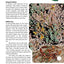 Wild Edible Plants of Arizona
