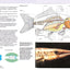 Manual of Fish Health: Everything You Need to Know About Aquarium Fish, Their Environment and Disease Prevention