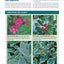 Trees, Shrubs & Hedges for Your Home: Secrets for Selection and Care (Creative Homeowner) 1,000+ Plant Descriptions and 550 Photos - Design Your Landscape and Enhance Your Outdoor Space (Landscaping)
