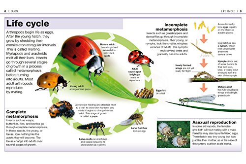 Pocket Genius Bugs: Facts at Your Fingertips