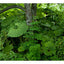 Tokachi Millennium Forest: Pioneering a New Way of Gardening With Nature