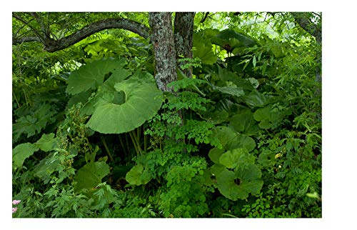 Tokachi Millennium Forest: Pioneering a New Way of Gardening With Nature