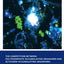 The Competition between Polyphosphate-Accumulating Organisms and Glycogen-Accumulating Organisms: Temperature Effects and Modelling: UNESCO-IHE PhD Thesis