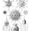 Art Forms in Nature (Dover Pictorial Archive)