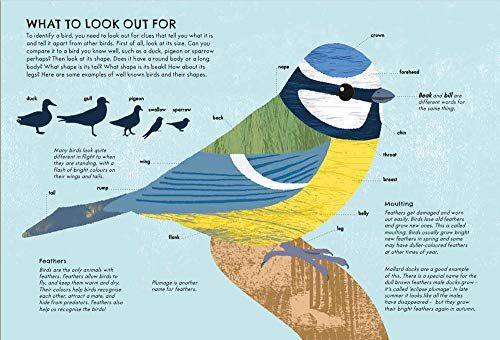 RSPB Nature Guide: Birds