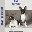 Rat Terrier: A Comprehensive Owner's Guide