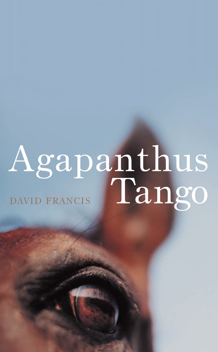 Agapanthus tango