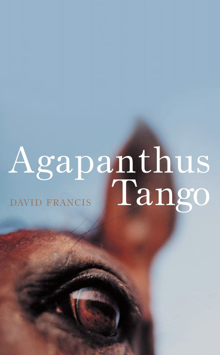 Agapanthus tango