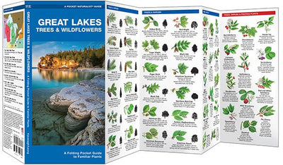 Great Lakes Trees & Wildflowers: A Folding Pocket Guide to Familiar Plants (Nature Observation North America)
