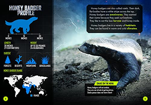 Wolverine vs. Honey Badger (Animal Battles)