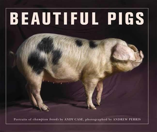 Beautiful Pigs: Portraits of Champion Breeds