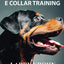Everything you need to know about E Collar Training