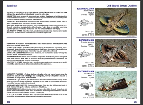 Reef Fish Identification - Florida Caribbean Bahamas - 4th Edition (Reef Set)