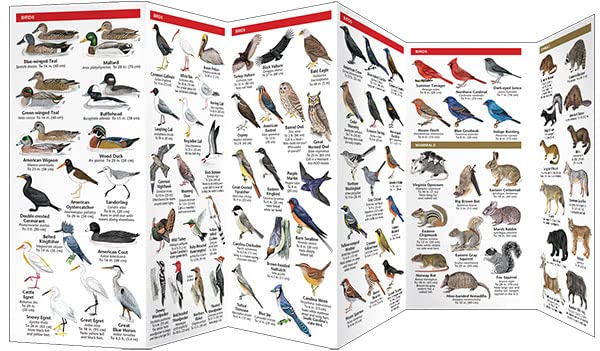 South Carolina Wildlife: A Folding Pocket Guide to Familiar Animals (Wildlife and Nature Identification)