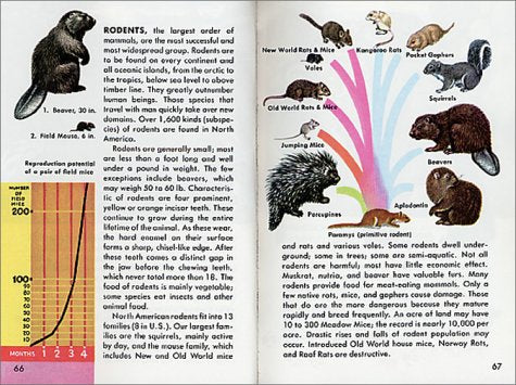 Mammals: A Fully Illustrated, Authoritative and Easy-to-Use Guide (A Golden Guide from St. Martin's Press)