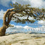 A Natural History of Conifers