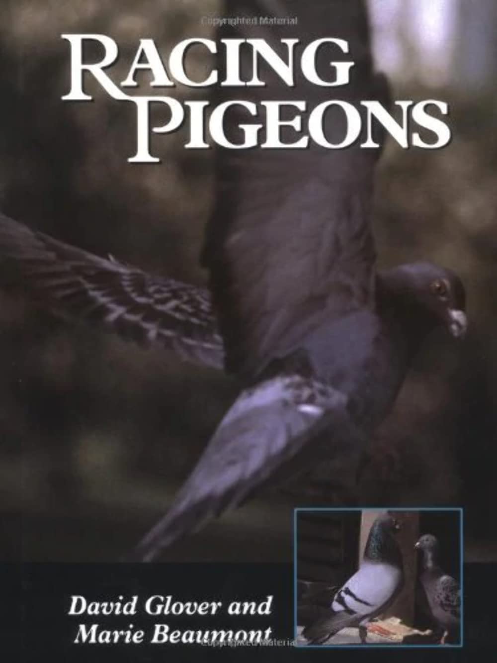 Racing Pigeons