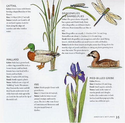 America's Wetlands: Guide to Plants and Animals (America's Ecosystems)