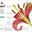Trees, Leaves, Flowers & Seeds: A Visual Plant Encyclopedia for Kids (DK Our World in Pictures)