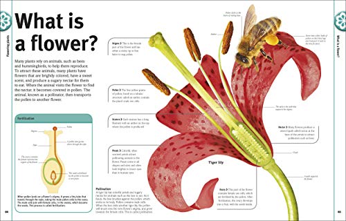 Trees, Leaves, Flowers & Seeds: A Visual Plant Encyclopedia for Kids (DK Our World in Pictures)