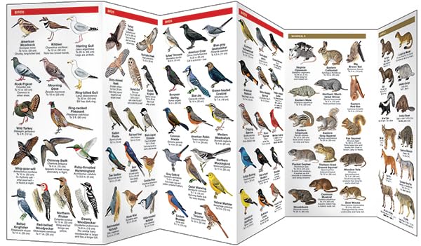 Illinois Wildlife: A Folding Pocket Guide to Familiar Animals (Wildlife and Nature Identification)