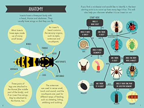 National Trust: Out and About Minibeast Explorer: A children's guide to over 60 different minibeasts