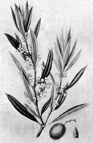 A Modern Herbal (Volume 2, I-Z and Indexes) by Grieve, Marga