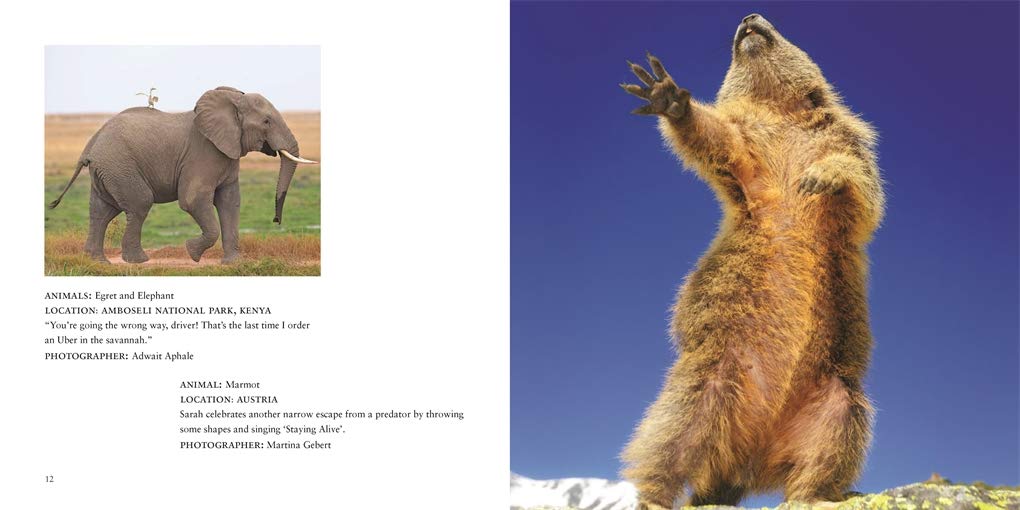 Comedy Wildlife Photography Awards Vol. 3
