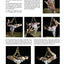 Shibari Suspensions: A Step by Step Guide